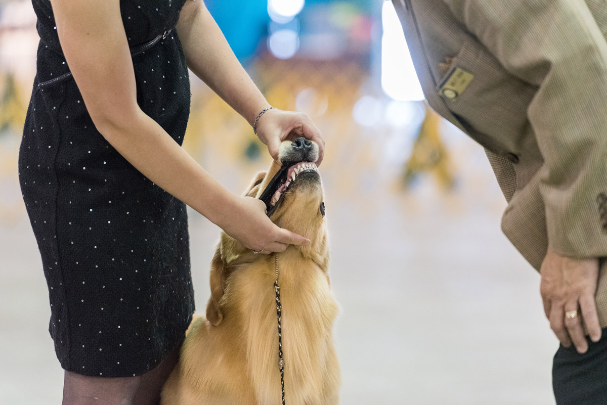 Consulenza per Animali da Esposizione