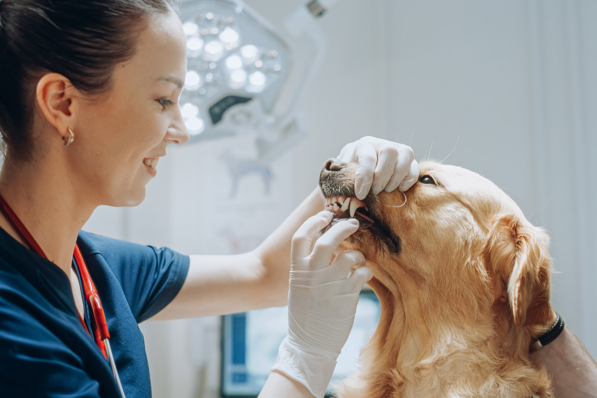 Endodonzia Veterinaria