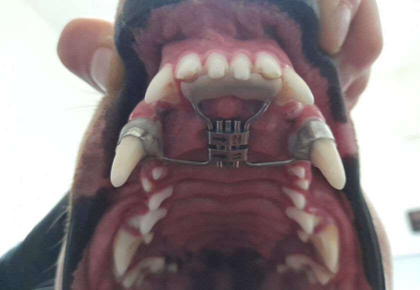 Apparecchio Denti Cane