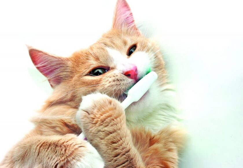 estrazione dente cane gatto