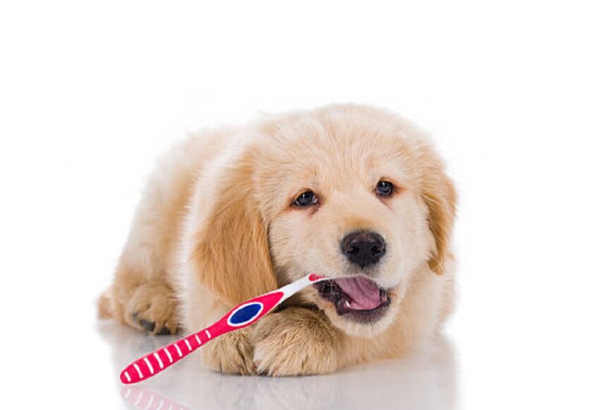 tartaro denti cane