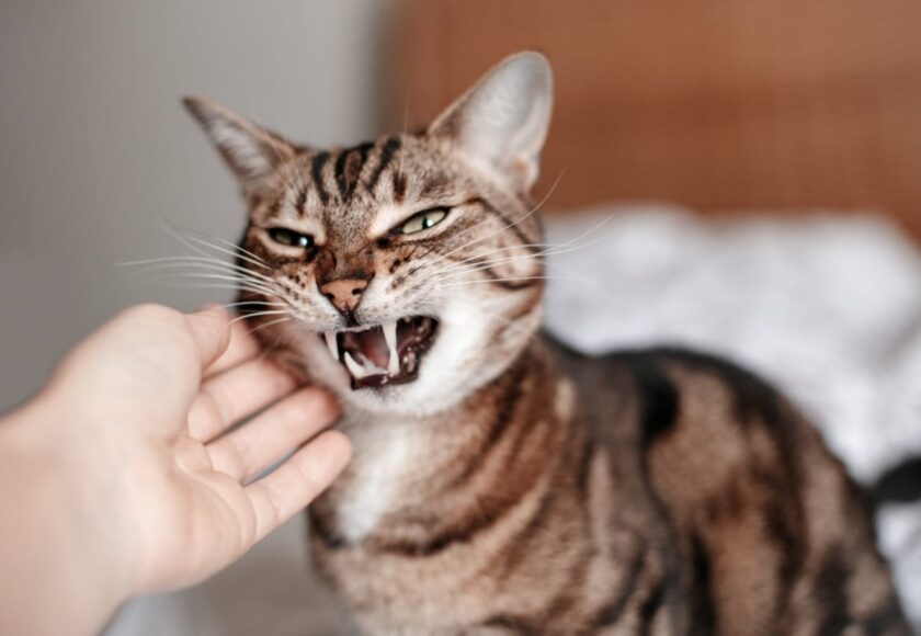 Problemi dentali gatto