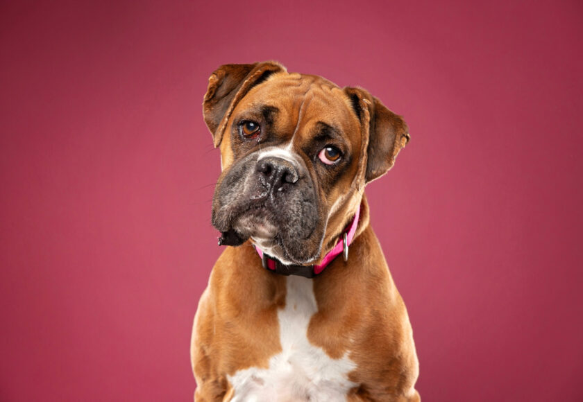 denti boxer
