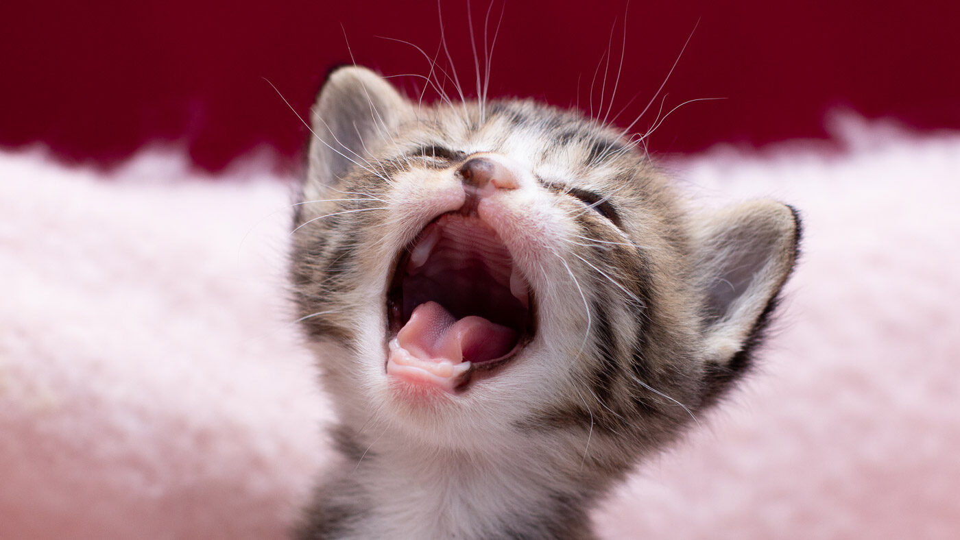 denti gattini