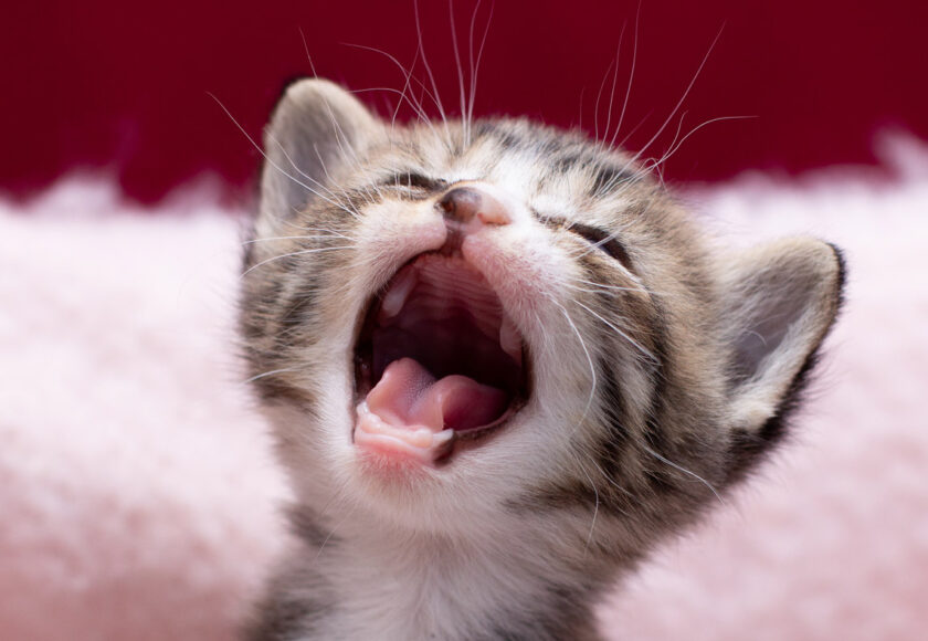 denti gattini